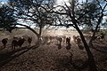 Typical Cattle Farm near Gobabis