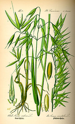 Heewer (Avena sativa)