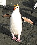 Schlegels pinguïn (Eudyptes schlegeli)