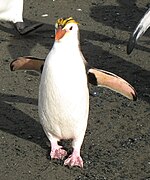 Pingüí de Schlegel