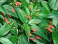 Ruellia graecizans