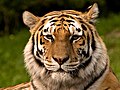 Image 43Siberian tiger (from Mammalogy)