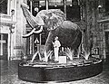 man standing and inspecting taxidermied elephant