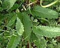 Nervure réticulée d'une feuille d'épiaire officinale