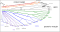 Image 7Venation of insect wings, based on the Comstock-Needham system (from Insect morphology)