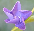 Vinca minor, contorted aestivation