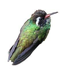 White-eared Hummingbird (Basilinna leucotis) white background.jpg