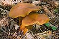 !!Cortinarius callisteus!!