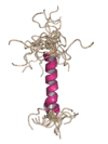 An NMR structure of part of the agnoprotein