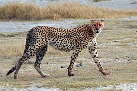 Гепард Acinonyx jubatus