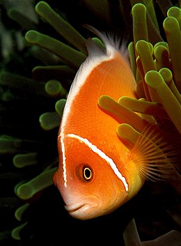 Rausvasis skunkinis jūrų klounas (Amphiprion perideraion)