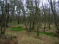 Silver birch and Scots pine woodland bordering Auchentiber moss.
