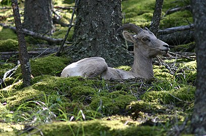 Tykhornsfår