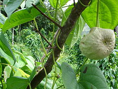 Tubercules aériens de l'hoffe (Dioscorea bulbifera).