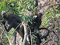 Trachypithecus poliocephalus au Parc National de Cát Bà, Viêt Nam.