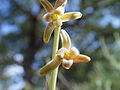 Schweifblatt (Dipcadi serotinum)