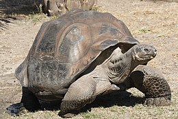 Galapagų vėžlys (Chelonoidis nigra)