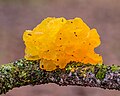 Gul bævresvamp (Tremella mesenterica) (klassen Dacrymycestes); snylter på Ege-voksskind (en anden svamp)[7]