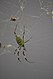 Joro spider found in Oconee County, South Carolina in October 2023