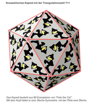 Schematischer Aufbau eines iso­metrischen Kapsids mit der Tri­angulations­zahl T = 1 aus 20 Tri­meren, d, h. insgesamt 60 Einzel­teilen.