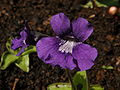 Tučnice Pinguicula grandiflora