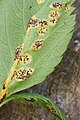 Skvalderkål-tvecellerust (Puccinia aegopodii) (klassen Pucciniomycetes) er en parasit på skvalderkål.[9]