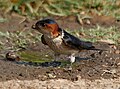 Collecting mud for nest construction (Parli, Maharashtra, India)