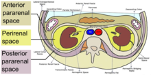 Retroperitoneal spaces.png