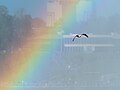 Image 2Ring-billed gull in a rainbow over Niagara Falls