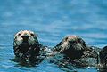 Enhydra lutris, the sea otter