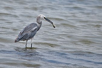 E. g. schistacea with a black beak (Pulicat Lake)