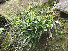 Asplenium trichomanes ssp. quadrivalens