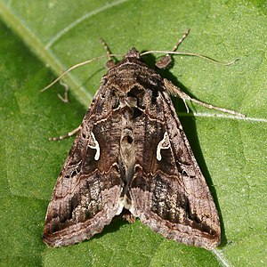 Plusiinae Autographa gamma