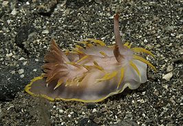 Okenia elegans