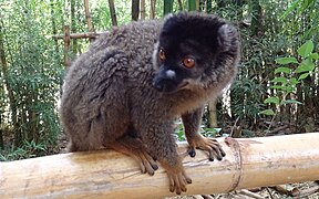 Common brown lemur at Lemurs' Park