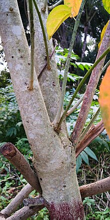 C. tiglium – Stem with bark. January 2020, Location: Nan Yao Yuan, Jinghong, Xishuangbanna, Yunnan, SW China