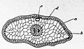 Die Gartenlaube (1892) b 800.jpg Querschnitt durch eine Fichtennadel