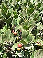 The characteristic multi-coloured berries of the Sea Guarrie tree.