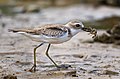 Sivatagi lile (Charadrius leschenaultii)