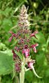 Hedge woundwort close-up