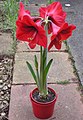 アマリリスの一品種　Hippeastrum cultivar