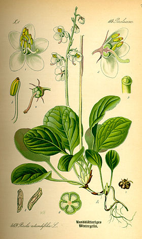 Pyrola rotundifolia