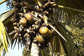 Fruits de divers âges