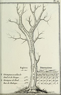 Bois de chaluppe ; varangues acculées de fond et de porques ; varangue de fond.