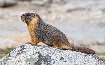 Bilotol (Marmota flaviventris) , Yosemite Vedeyaf gerd, Tanarasokeem