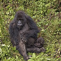Gorila-das-montanhas fêmea e filhote