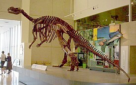 Скелет муттабурразавра (Muttaburrasaurus) в Квинслендском музее