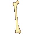 Shape of right femur. Animation.