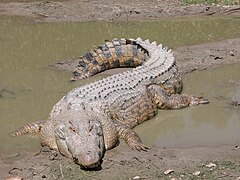 Crocodylus porosus