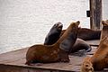 Sea Lions (Zalophus californianus) at Pier 39